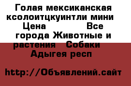 Голая мексиканская ксолоитцкуинтли мини › Цена ­ 20 000 - Все города Животные и растения » Собаки   . Адыгея респ.